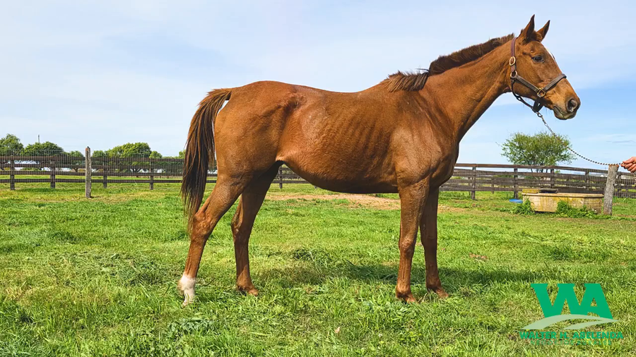 Lote IN EXCHANGE (Arg)