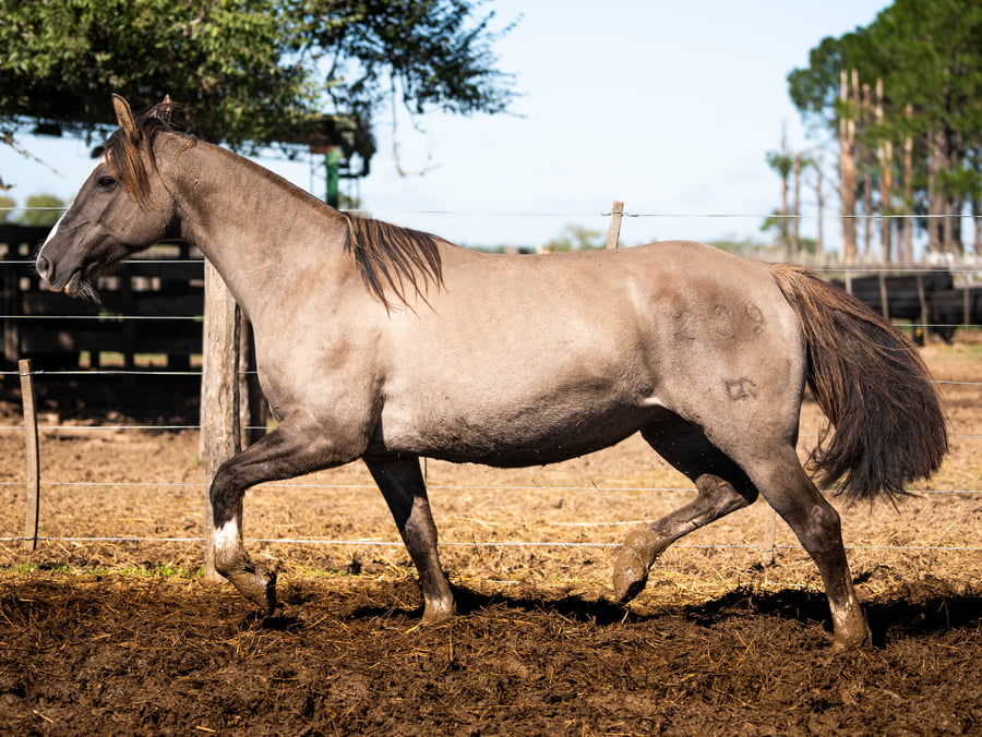 Lote CINCO-AR AVENA FATUA