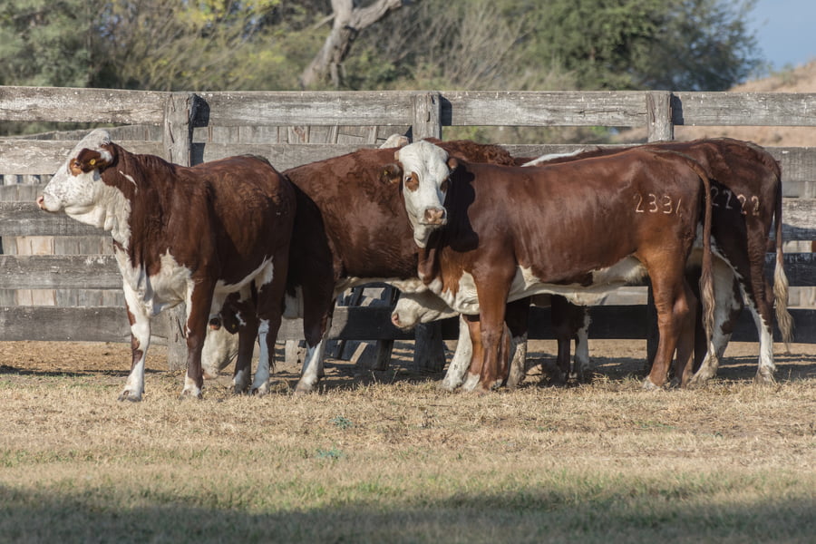 Lote Vaquillonas inseminadas Cabaña Las Meninas (25)
