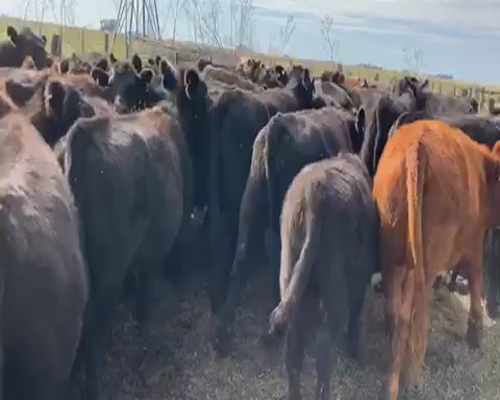 Lote 101 Novillitos y vaquillonas de 350 Kgs en Ayacucho, Buenos Aires