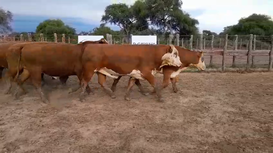 Lote 35 Novillos exportación