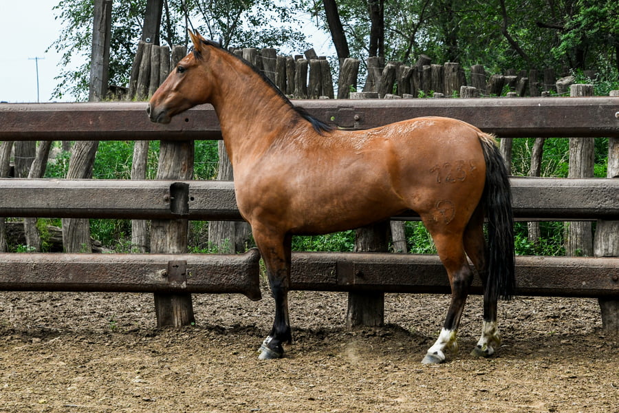 Lote TINAJERA CUATRO ESPUELAS