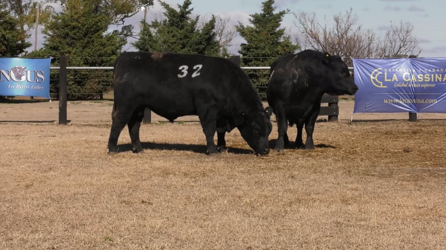 Lote TOROS ANGUS PUROS CONTROLADOS