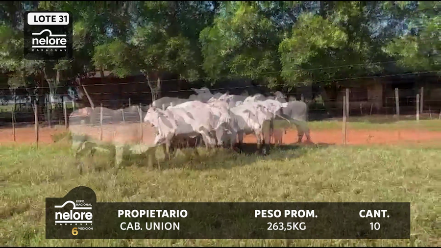 Lote LOTE 31