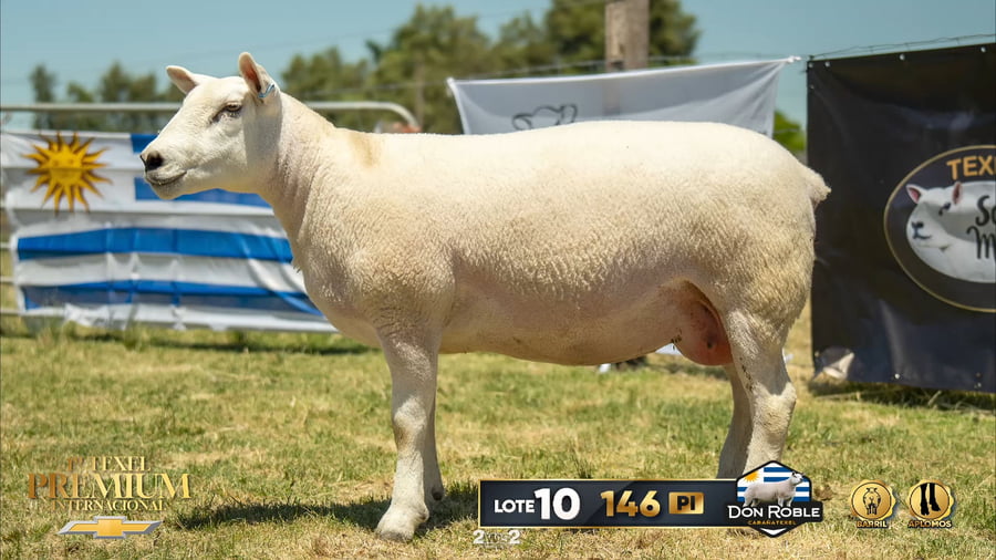 Lote Corderas a remate en 1º Texel Premium Internacional, Canelones