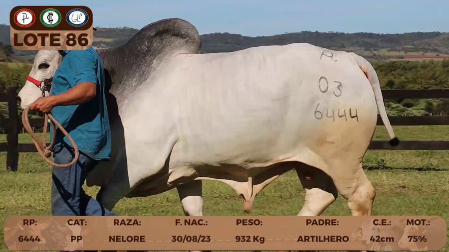 Lote LOTE 86