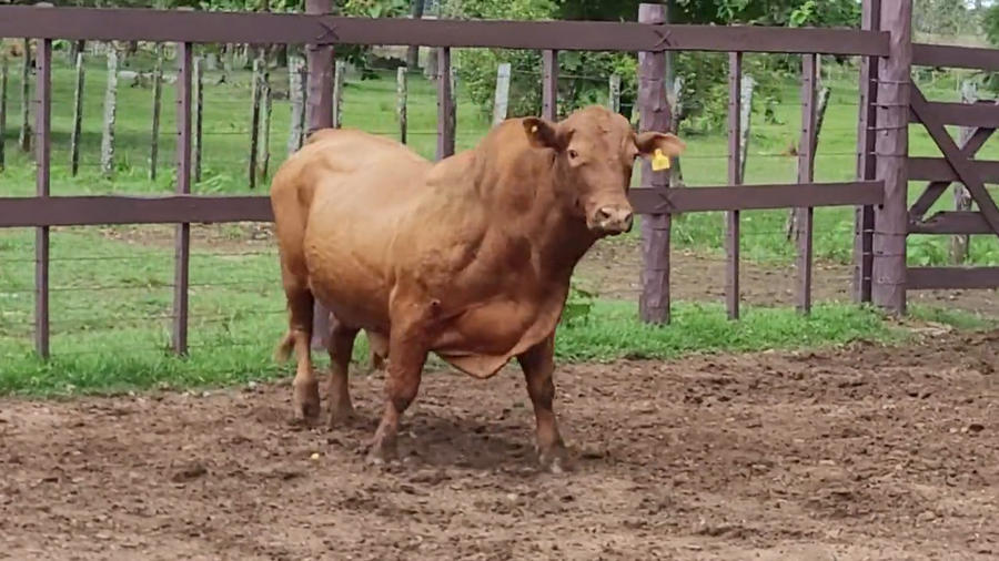 Lote Toros T. Brangus Rojo a remate en Remate de Reproductores, Asunción