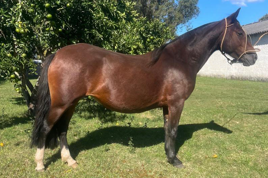 Lote ARAPEY GUADALUPE