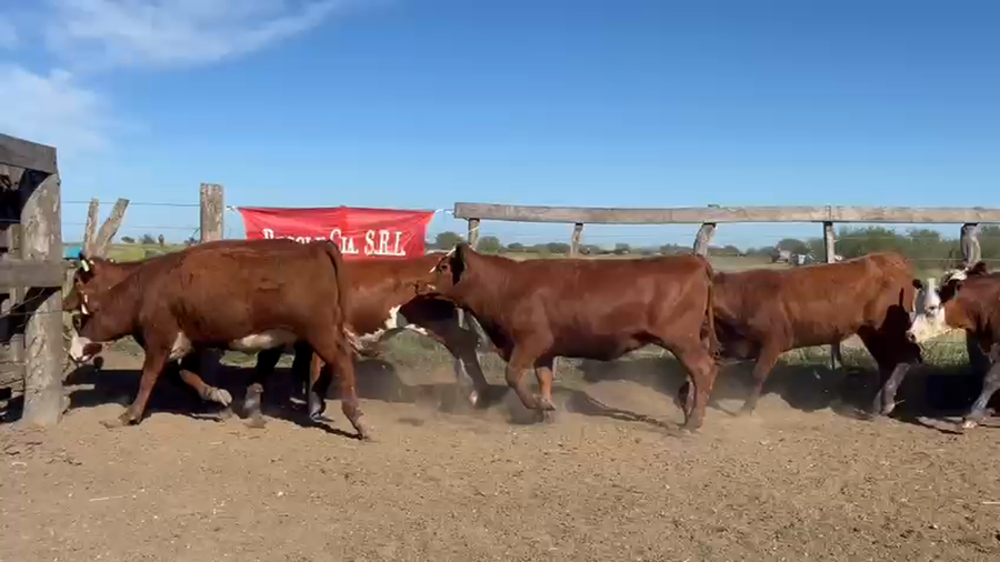 Lote 100 Vaquillonas en Entre Ríos, San Jaime