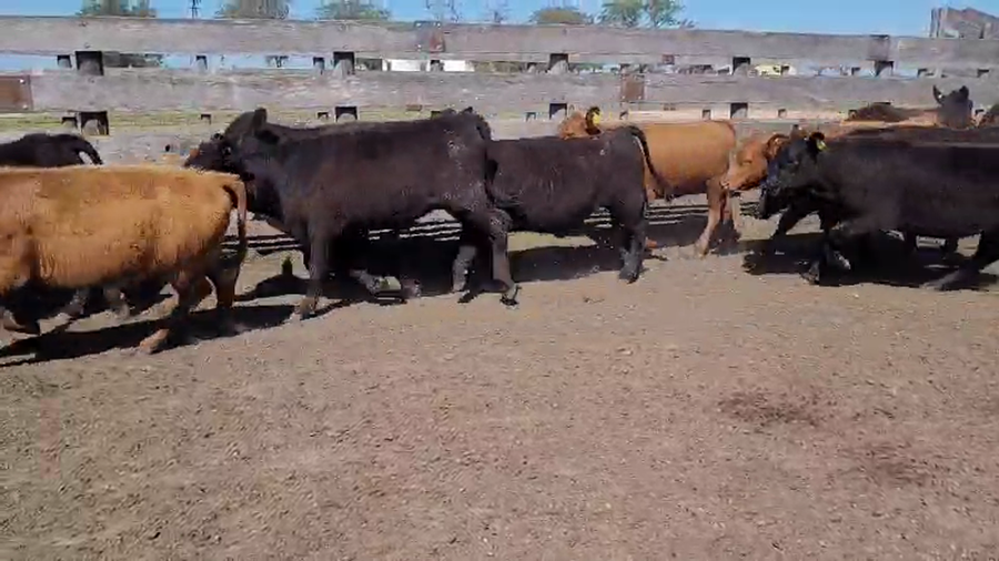 Lote 100 Terneras en Villaguay, Entre Ríos