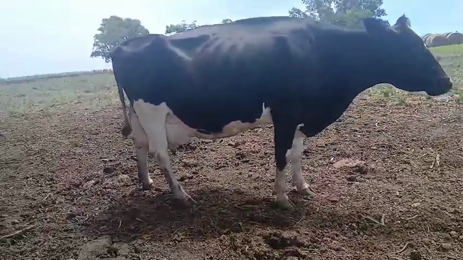 Lote Vaca 480kg - , San José