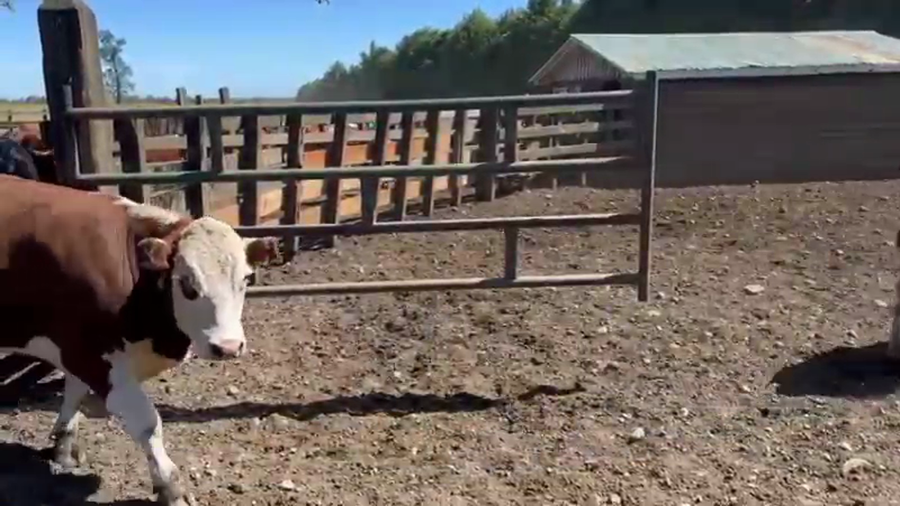 Lote 40 Novillo Gordo en Osorno, X Región Los Lagos