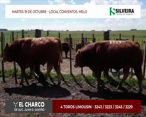 Lote 4 toros Limousin - Cabaña El Charco (brete 5)