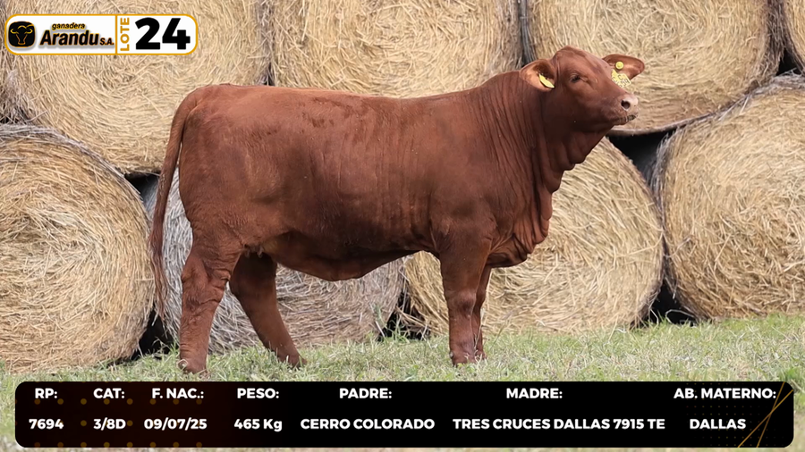 Lote LOTE 24
