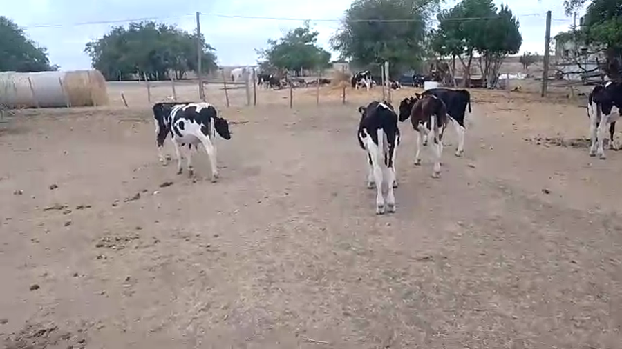 Lote 7 Terneros Holando a remate en Pantalla Camy - Liquidación de Estancia en Ecilda