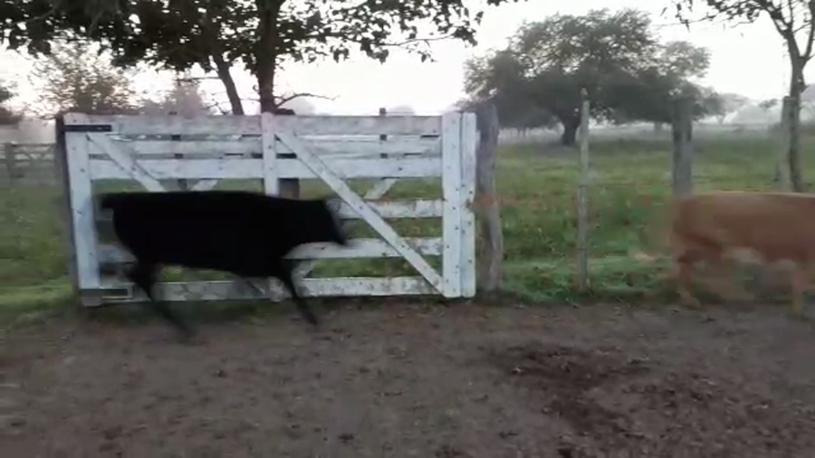 Lote 110 Terneros/as Cruzas Británicas en Helvecia, Santa Fe