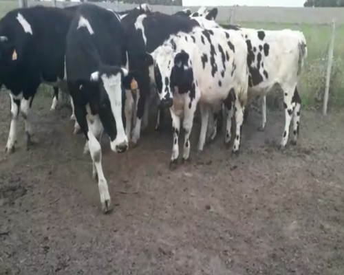 Lote Novillos