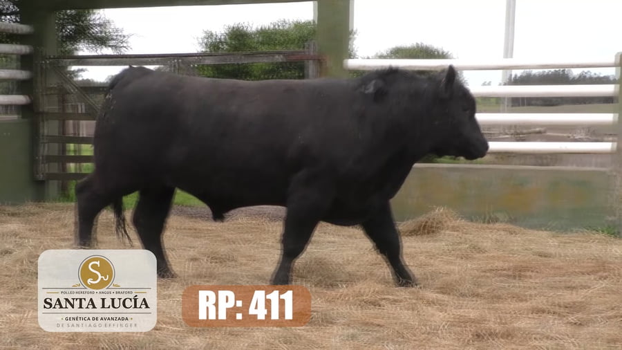 Lote Angus