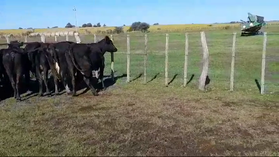 Lote 10 Vacas de Invernada a remate en #44 Pantalla Carmelo 390kg -  en COLONIA BELGRANO