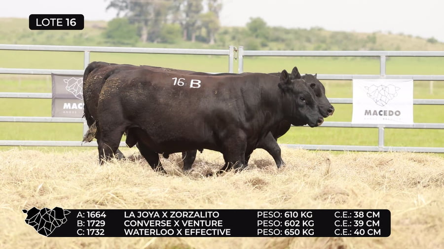 Lote Lote 16