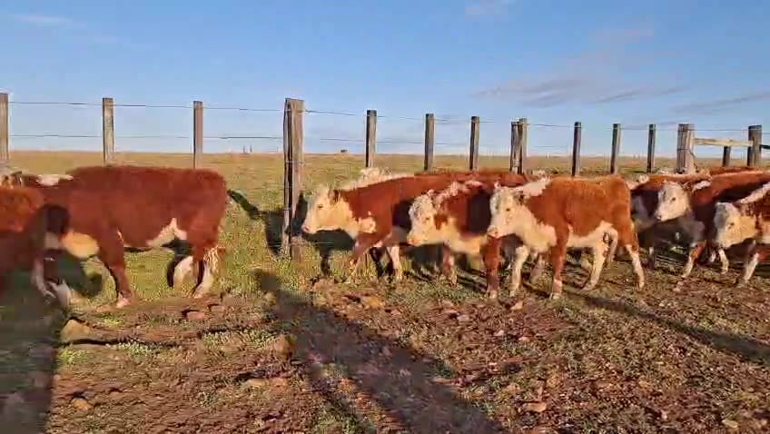 Lote TERNERAS