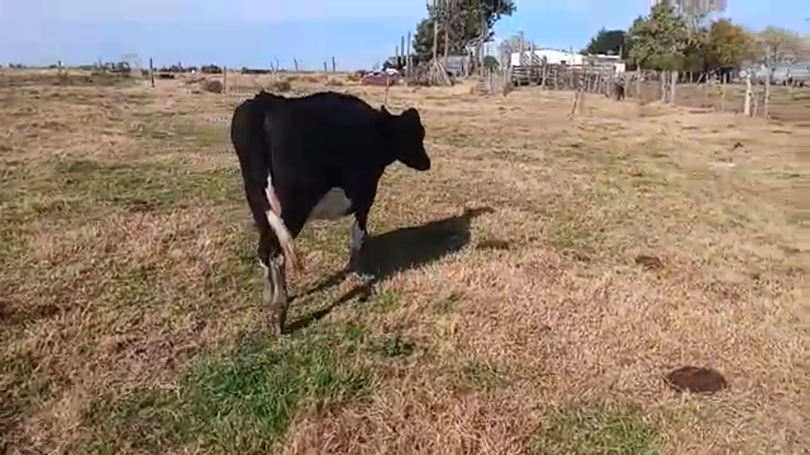 Lote Vacas de Invernada a remate en PANTALLA CAMY 480kg - , San José