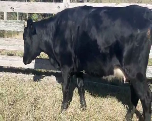 Lote Vaquillonas  a remate en Pantalla Camy 0 - 0kg - , San José