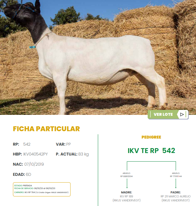 Lote LOTE 41