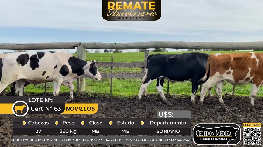 Lote 27 Novillos en Soriano