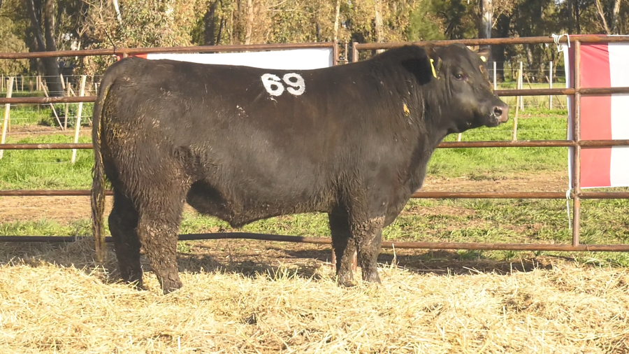 Lote TOROS ANGUS NEGROS  PC