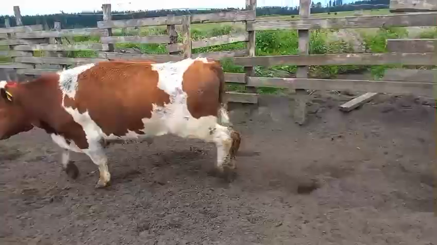 Lote 40 Novillo Gordo en Cabrero, VIII Región Biobío