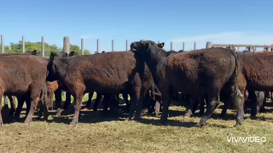 Lote 142 Novillitos