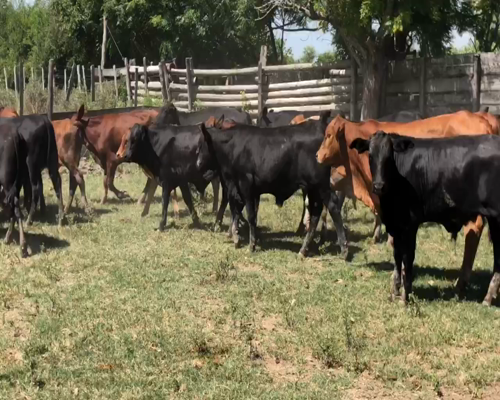 Lote 110 Terneros en Gral. Lucio V. Mansilla, Formosa