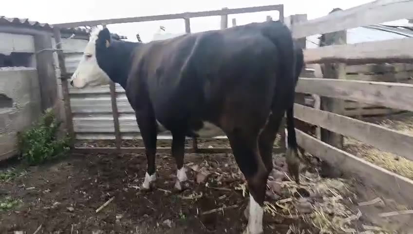 Lote Vaca a remate en Pantalla Camy, San José