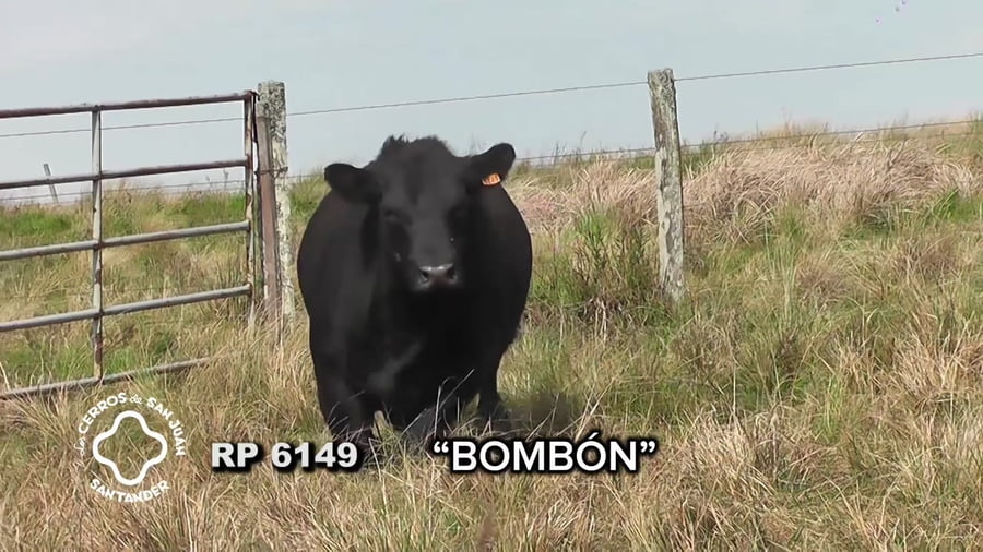 Lote Toro Aberdeen Angus SA de 3 años