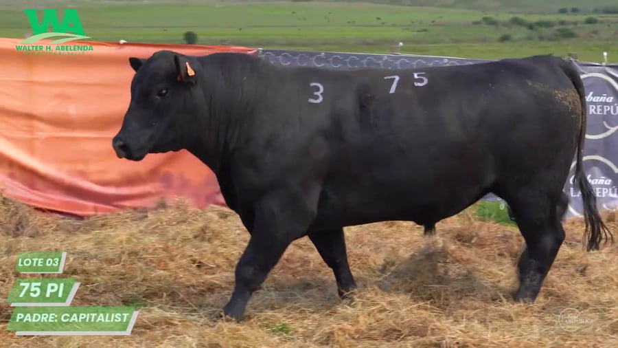 Lote Toro PC