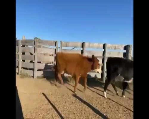 Lote 61 Terneras en Lobos, Buenos Aires