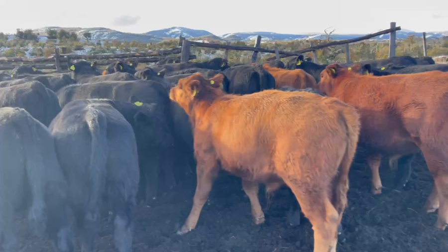 Lote 45 Ternero en Coyhaique, XI Región Aysén