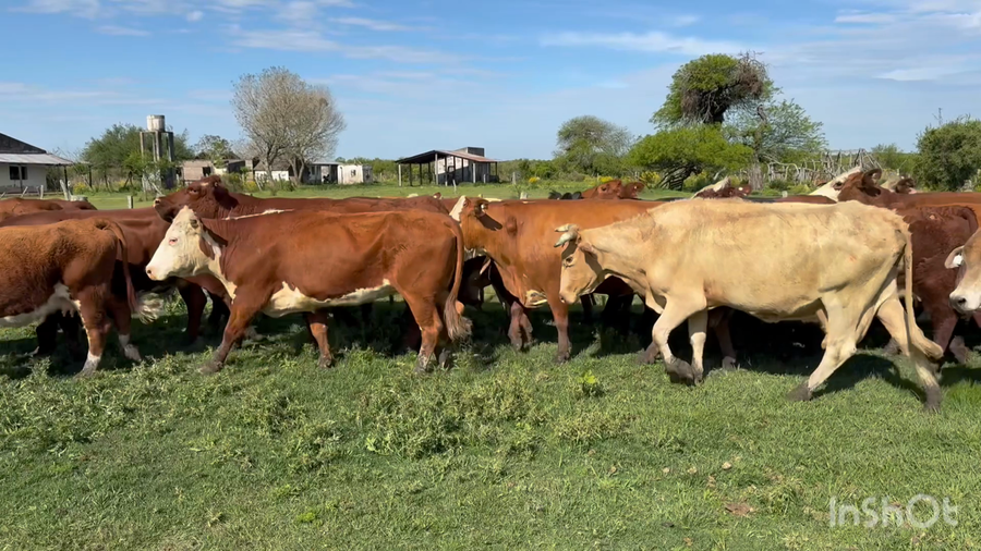 Lote 34 Vacas de invernar en Corrientes, Perugorría