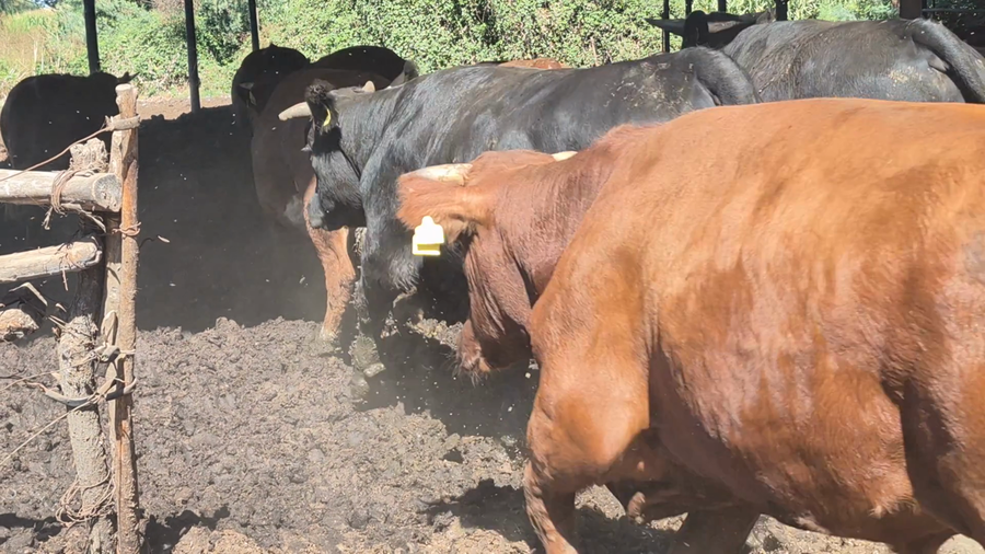 Lote 45 Novillo Gordo en Yerbas Buenas, VII  Región Maule