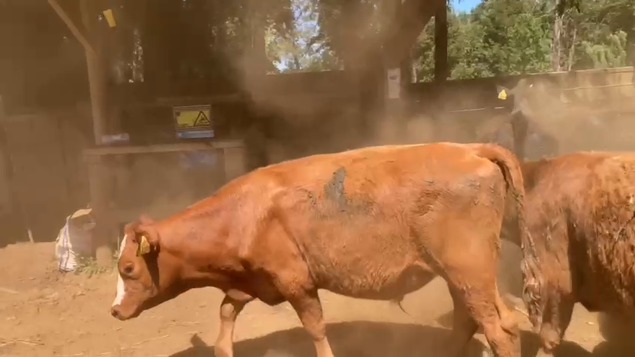 Lote 20 Ternero en Gorbea, IX Región Araucanía