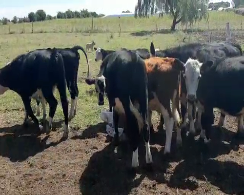 Lote 10 Terneros HEREFORD a remate en Pantalla Camy 160kg - , San José