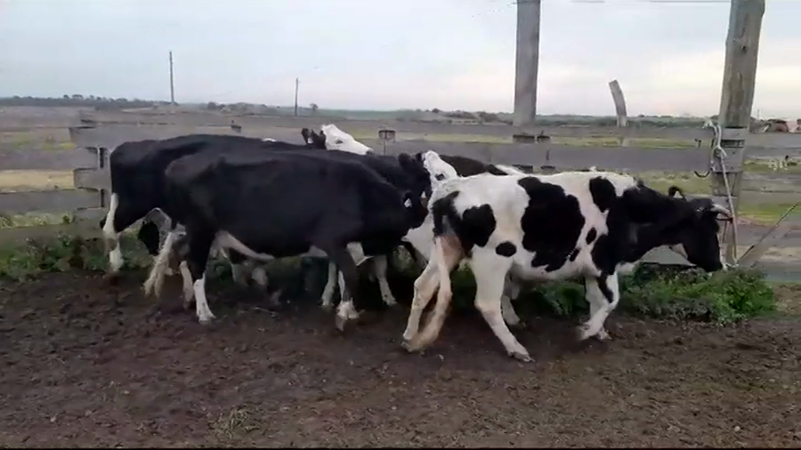Lote VACAS DE INVERNADA