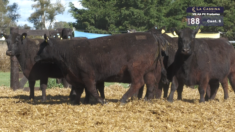 Lote VAQUILLONAS A. ANGUS PC PREÑADAS  PARICION OTOÑO NEGRAS