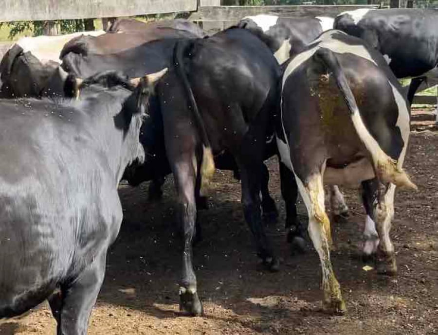 Lote 20 Novillo Gordo en XIV Región Los Ríos, Los Lagos
