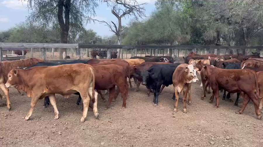 Lote 100 Terneros/as en Juan José Castelli, Chaco