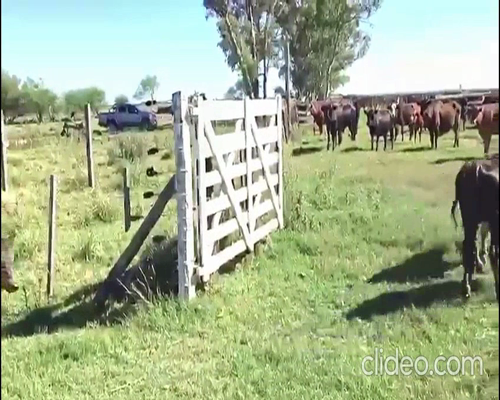 Lote 190 Terneros/as en Cintra, Córdoba