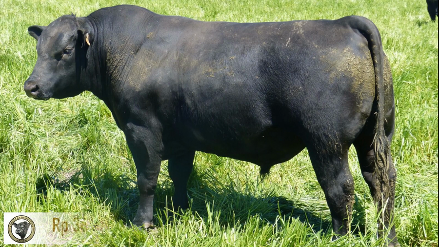 Lote Toros AA a remate en La Franqueira Angus, Florida