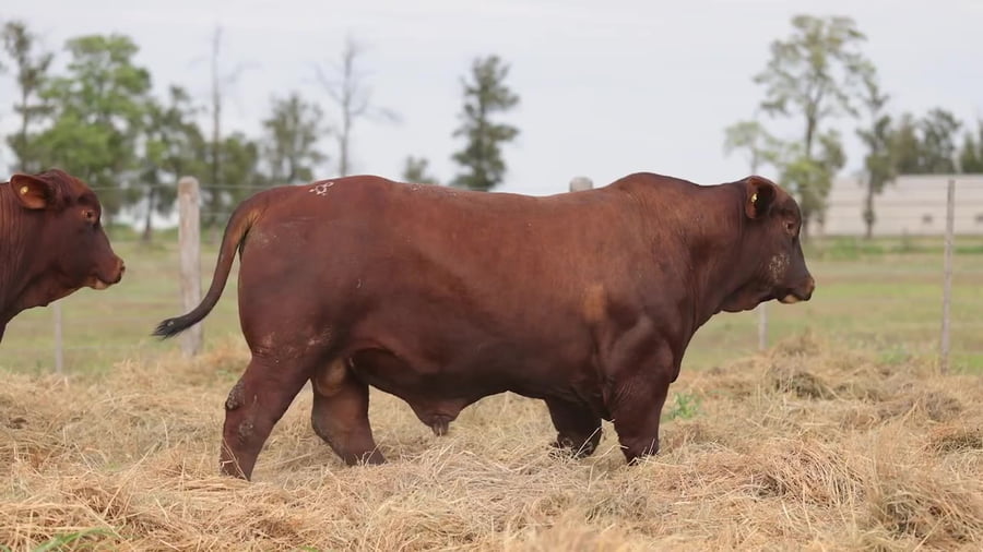 Lote Toros Brangus - Cabaña Los Guasunchos