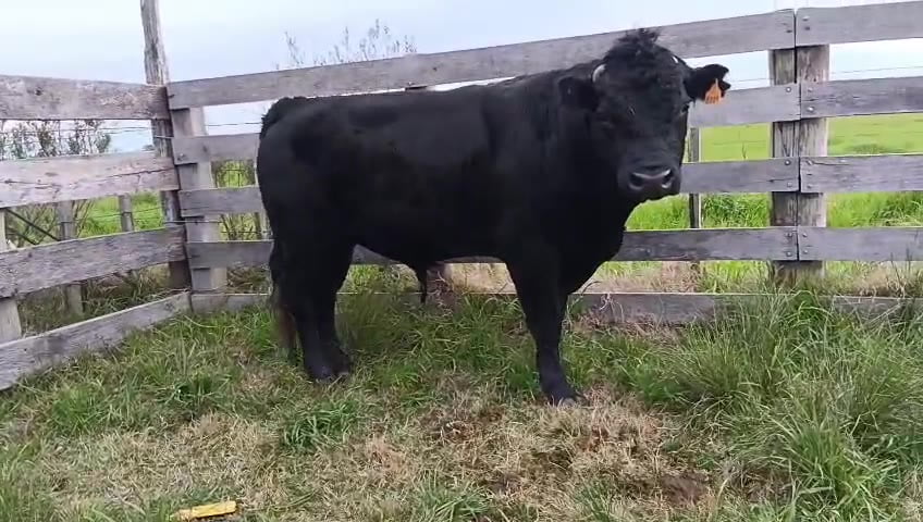 Lote Toros a remate en Pantalla Camy, San José